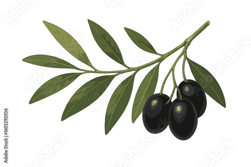 Realistic Black Olives Branch with Green Leaves. Mediterranean Olive Tree Clipart. Healthy Food, Organic Agriculture, Natural Product, Vegan Diet. Mediterranean Cuisine Ingredient Illustration