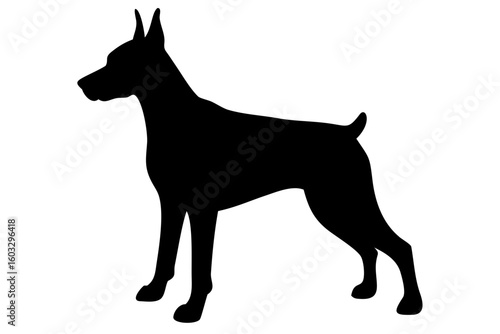 Silhouette of a Doberman Pinscher dog standing canine