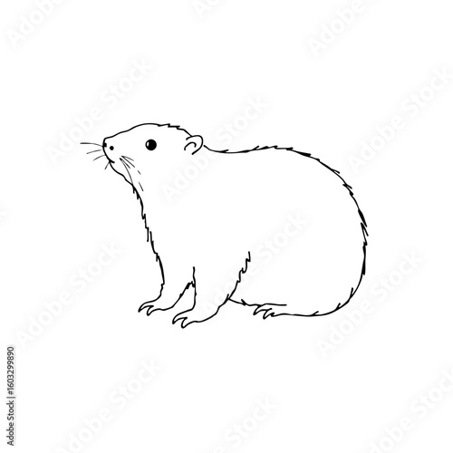 Simple line sketch of a mole in a minimalistic style  