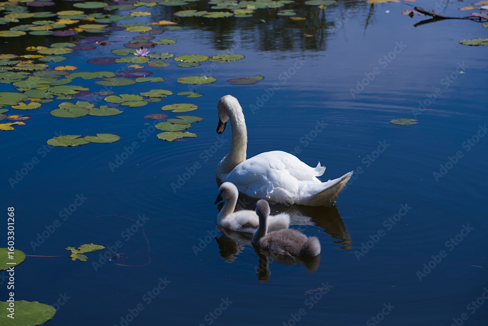 Naklejka premium Swan family swimming around a beautiful lake