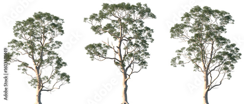 Fototapeta Naklejka Na Ścianę i Meble -  Set of Eucalyptus citriodora (commonly known as lemon-scented gum) frontal isolated png in sunny daylight on a transparent background perfectly cutout
