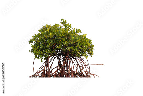 mature mangrove tree stands in clear, shallow water, displaying its intricate reddish-brown prop roots. Its lush green canopy thrives against a hazy coastal horizon, isolated on a transparent backgrou