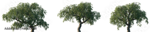 Foto Set of Sophora japonica (commonly known as the Japanese pagoda tree or Chinese s