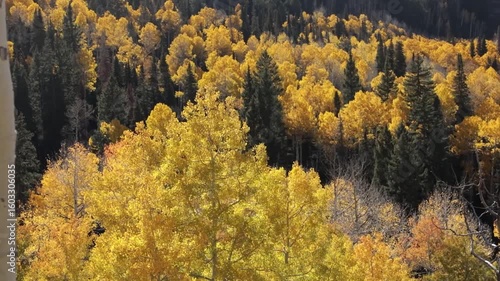 Alpine quaking aspen leaves flutter in the mountain breeze