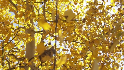 Alpine quaking aspen leaves flutter in the mountain breeze