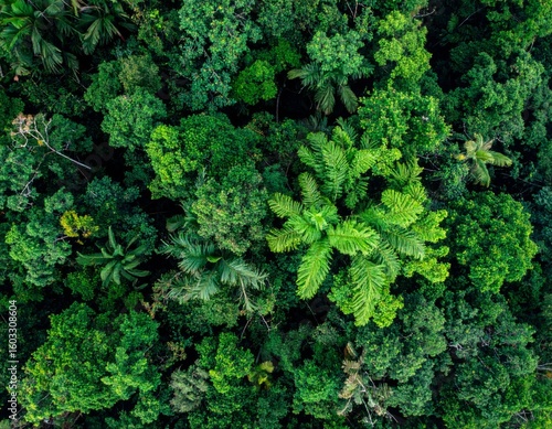 Aerial View of a Dense Green Forest Canopy with Lush Tropical Vegetation