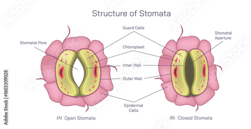 Stomata singular stoma are tiny pores or openings found on the surface of leaves, stems, and other plant organs, primarily involved in gas exchange.
