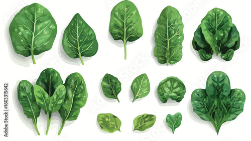 Spinach Element Set for Design Projects