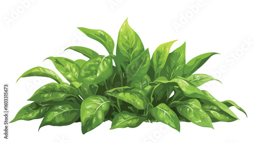 Vibrant Spinach Plant in Wide Angle