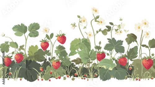 Fresh strawberries on plant in wide angle
