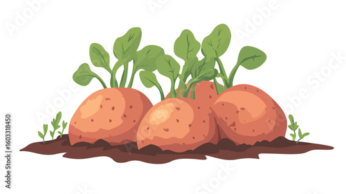 Sweet Potato Plant Harvest Overview