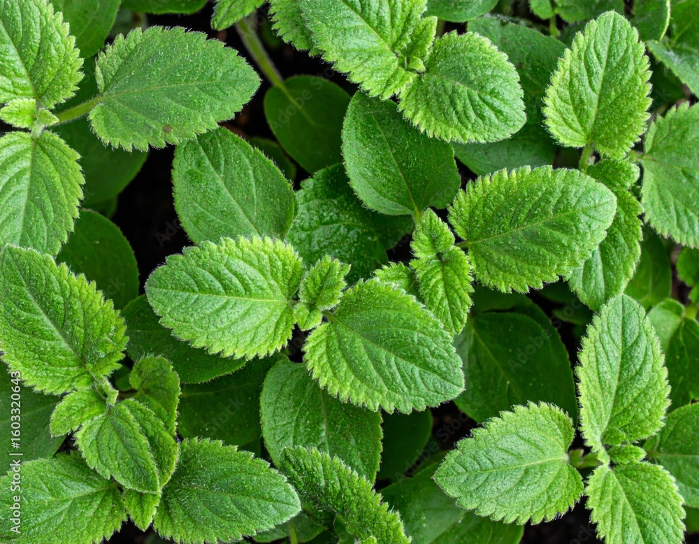 Close Up of Vibrant Green Seedlings with Textured Leaves in Natural Light Close Up of Vibrant Green Seedlings with Textured Leaves in Natural Light