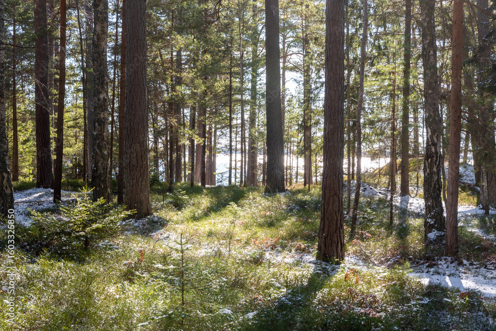 Fototapeta premium Spring Forest After Snowfall. A serene spring forest landscape after a sudden snowfall.