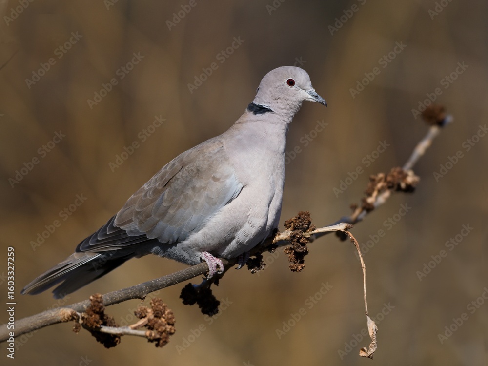 Fototapeta premium Eurasian collared dove