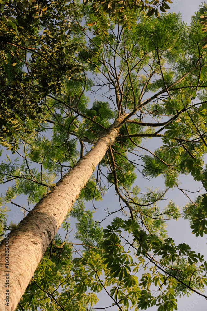 Fototapeta premium Árbol alto y esbelto con hojas verdes vibrantes y tronco texturizado, visto desde abajo contra el cielo claro en San Rafael, Antioquia, Colombia. Vida y crecimiento en la naturaleza.