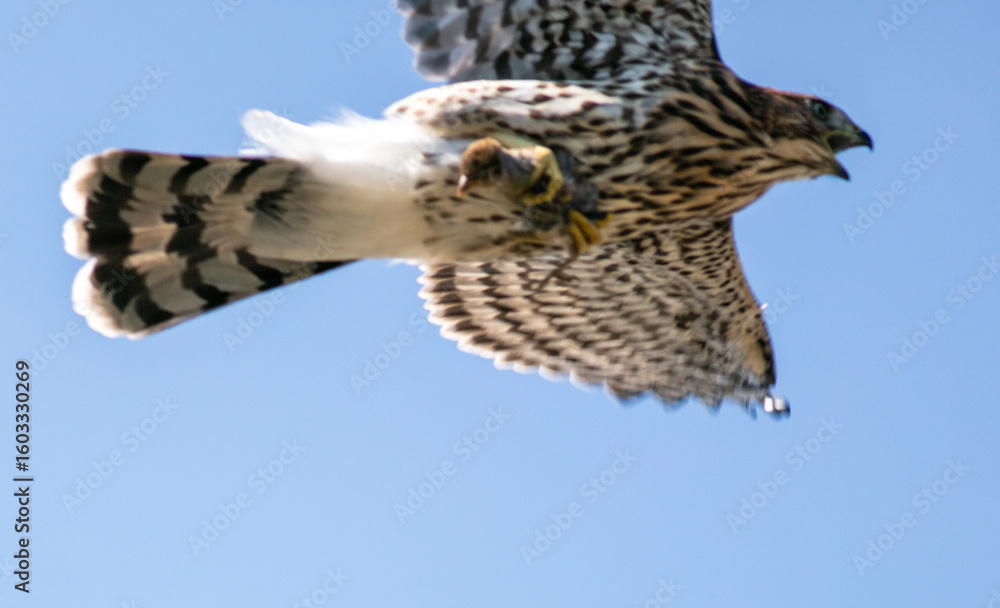 Fototapeta premium A Cooper's Hawk in a california Habitat looking at it flying with a baby bird for lunch