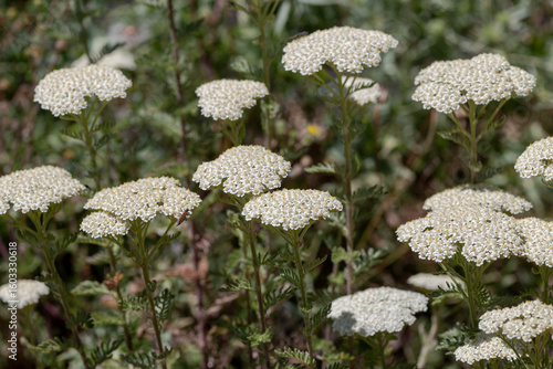 A plant with white flowers(Achillea millefolium) close-up