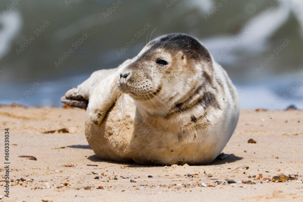 Naklejka premium Seal Pup On Beach