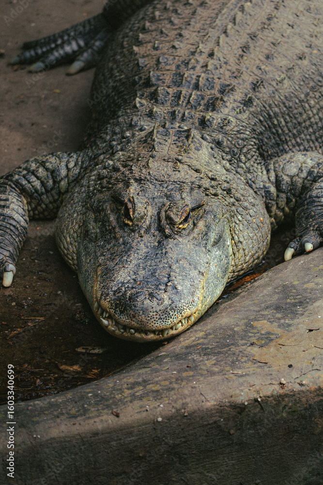 Fototapeta premium alligator in the zoo