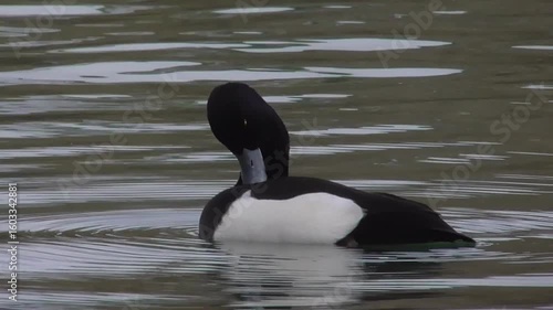 Tufted Duck (Aythya fuligula) - Male Preening, Washing, Diving on a Lake