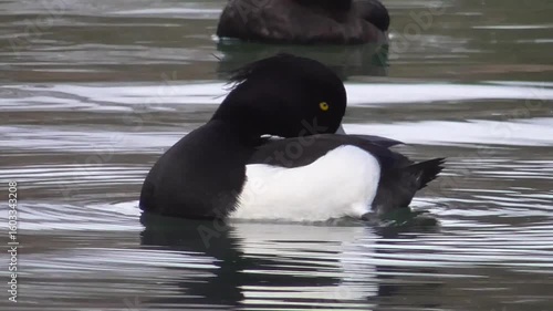 Tufted Duck Male (Aythya fuligula) Preening on a Lake