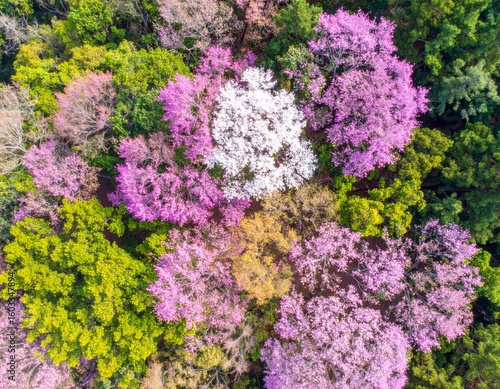 Aerial View of Multicolored Treetops Displaying Vivid Greens Pinks and Whites