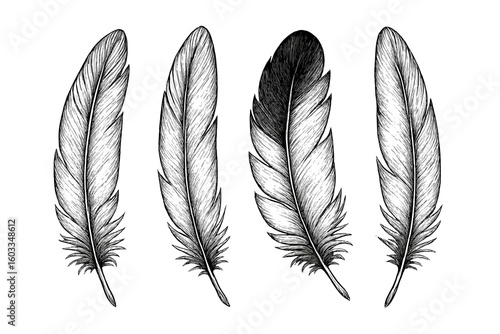 Set of 4 bird feathers. Hand drawn vector illustration in a vintage, engraving style. Isolated design elements for tattoo, boho, or tribal concepts. Black and white sketch.