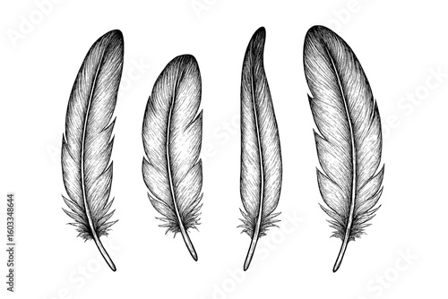 Set of 4 hand-drawn bird feathers. Vintage engraving style vector illustration. Isolated black and white sketch of plumes for boho, tribal, or spiritual design concepts.