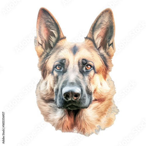 german shepherd dog