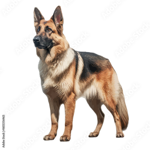 german shepherd dog