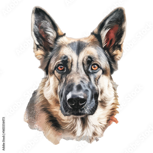 german shepherd dog
