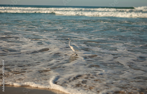playa tlachicón / oaxaca mexico
