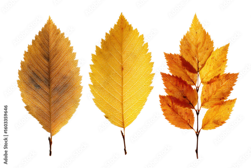 Fototapeta premium Collecting autumn leaves nature photography outdoor close-up. Isolated on transparent background, png.