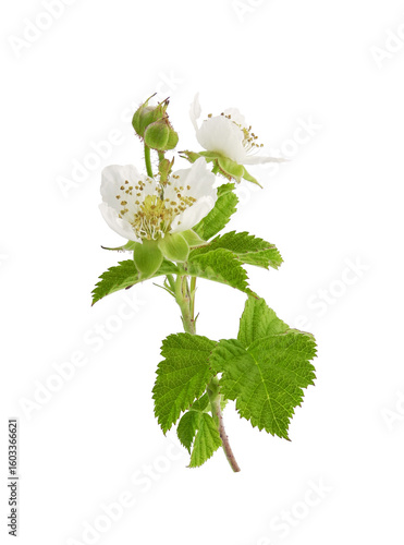 Blooming branch of wild blackberry or dewberry with buds and flower isolated on white background