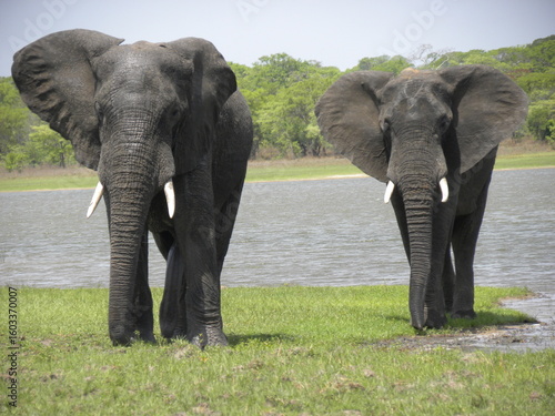 Wall Mural Two Elephants Staring at Me