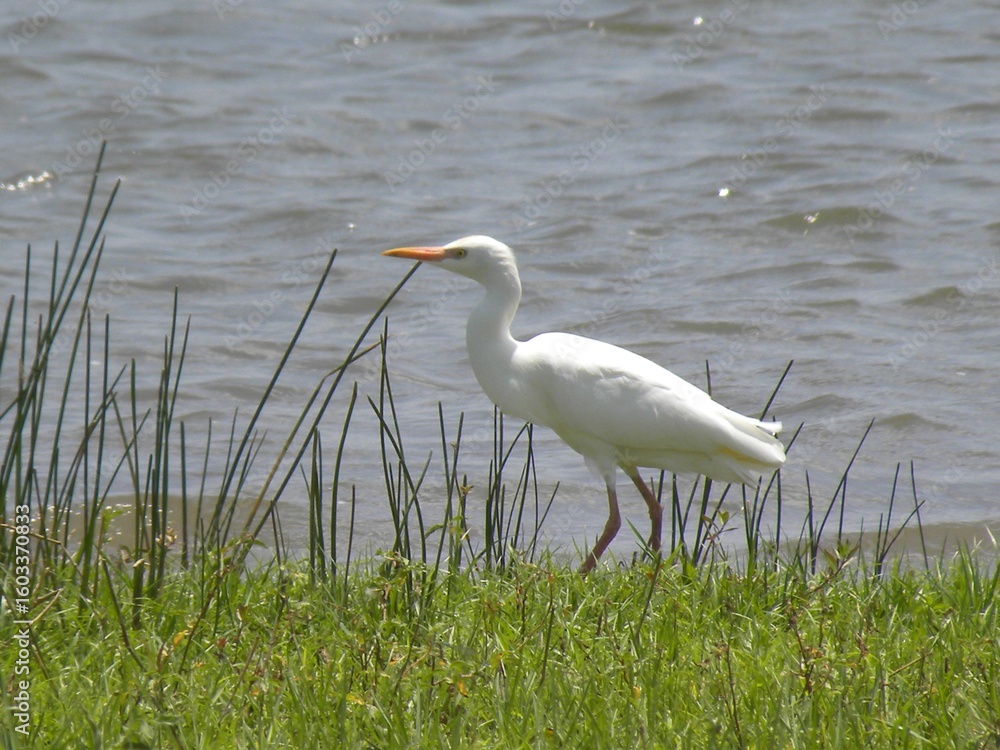 Fototapeta premium Egret