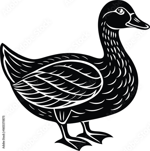 Vector illustration of a wild duck isolated on a white background