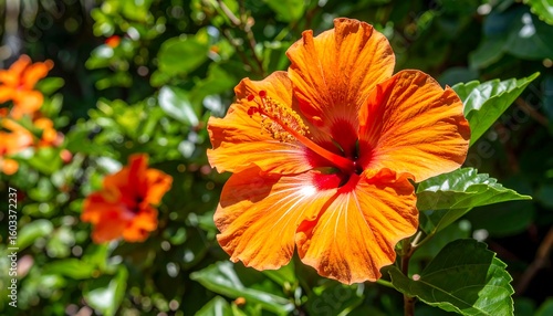 Close-up of vibrant orange hibiscus flower