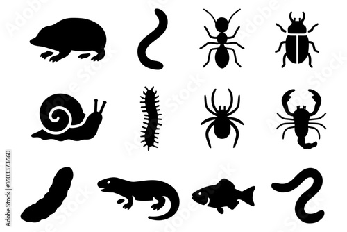 Silhouette icons of creatures: amphibians, reptiles, insects, arachnids, mollusks