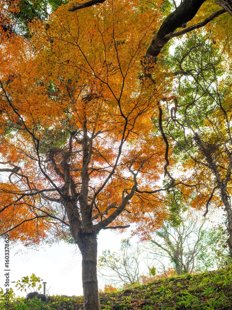 Fototapeta premium 美しい紅葉の森