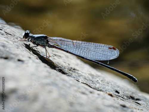 Dragonfly on a rock