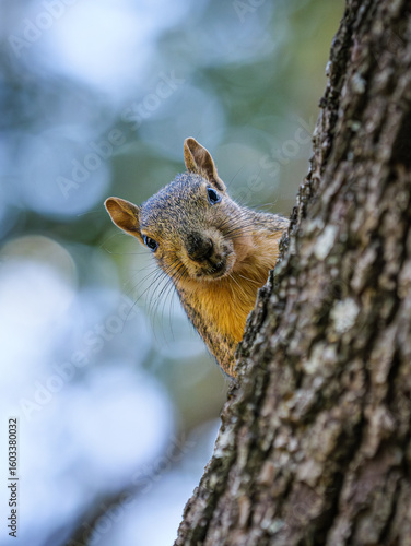 Squirrel in a tree