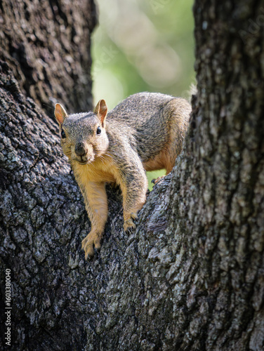 Squirrel in a Tree