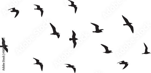 Flock of black birds in flight flying silhouette
