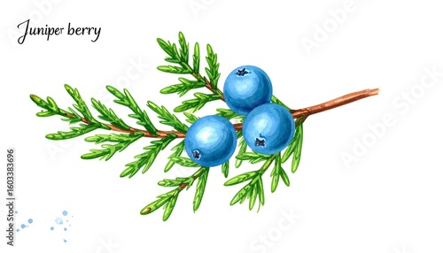 Detailed illustration of juniper berries
