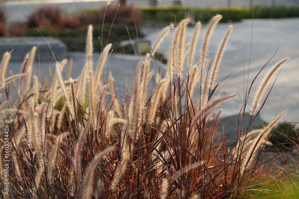 Fototapeta premium Spectral Eyes: Golden Grasses by the Water in Gentle Afternoon Light