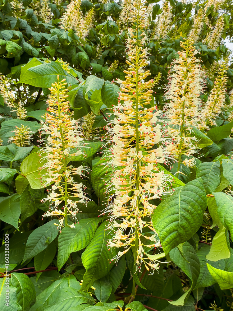 Naklejka premium The Chestnut Trees stunning flower spikes are in full bloom, surrounded by vibrant green foliage, creating a breathtaking display that captivates nature enthusiasts and visitors alike