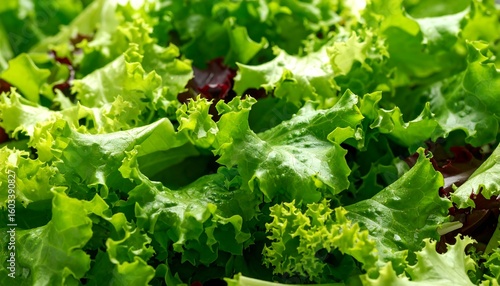 Close-up view of mixed greens salad