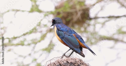 Close up view of colorful Hildebrandt's Starling bird in Serengeti National park .