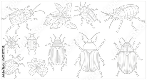 Drawing to paint detailed line art illustration of various beetle species and flower drawing for educational purposes art vector